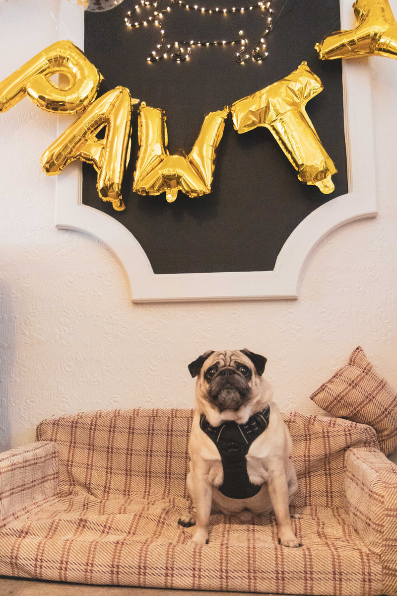 Dog on sofa at the dog-friendly cafe, the Tea Room in Knutsford to celebrate the Dog's Menu